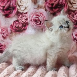 Siberian Askold