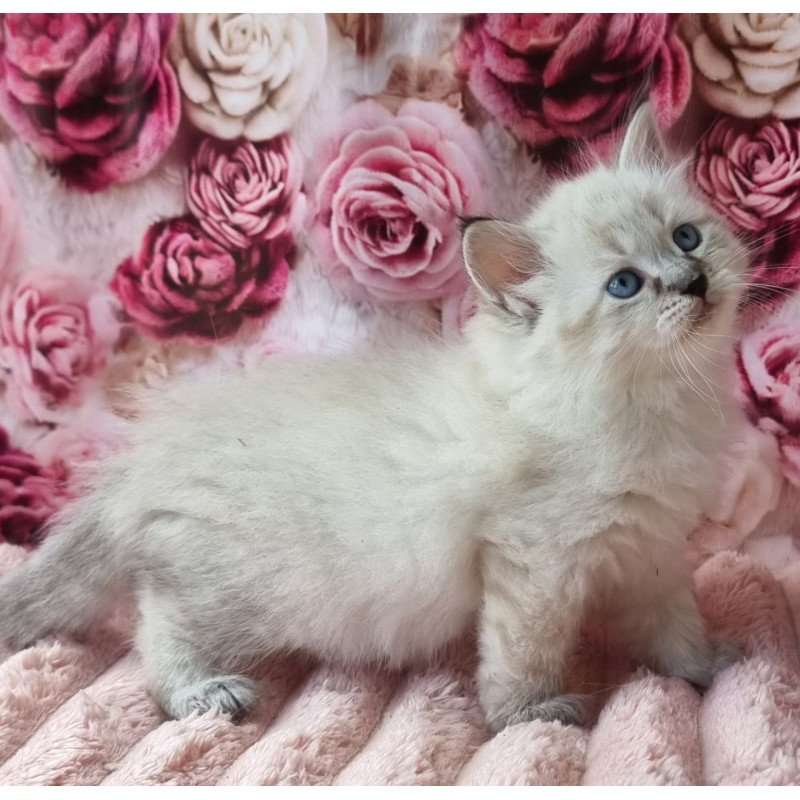 Siberian Askold