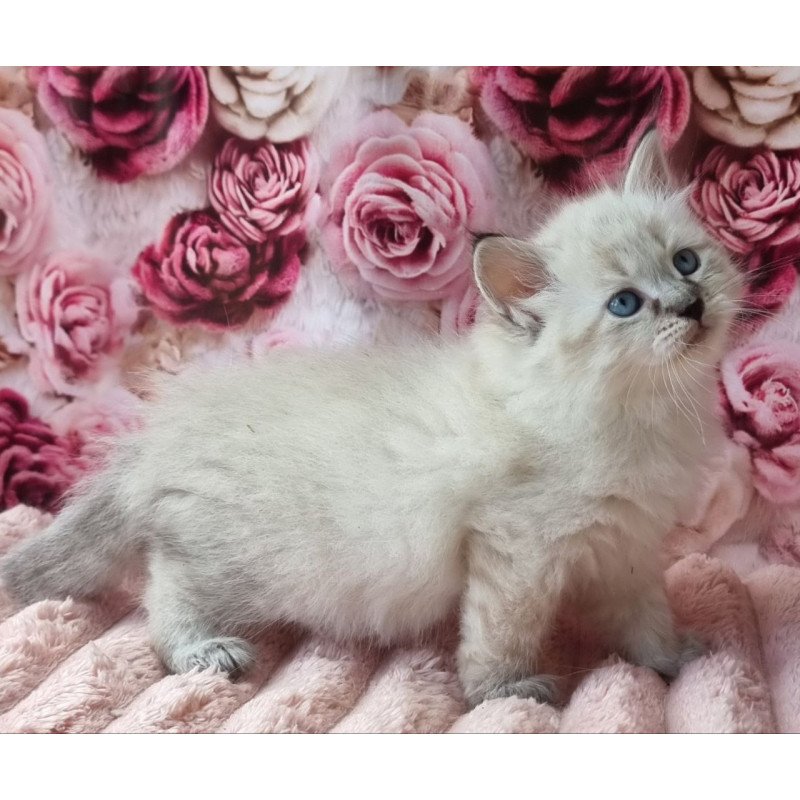 Siberian Askold