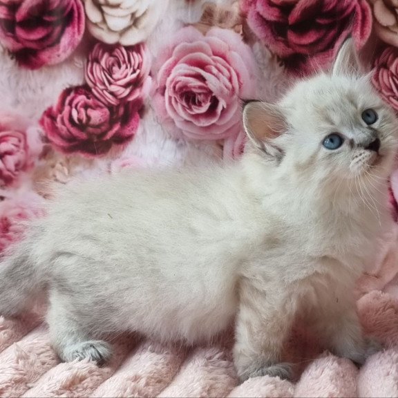 Siberian Askold