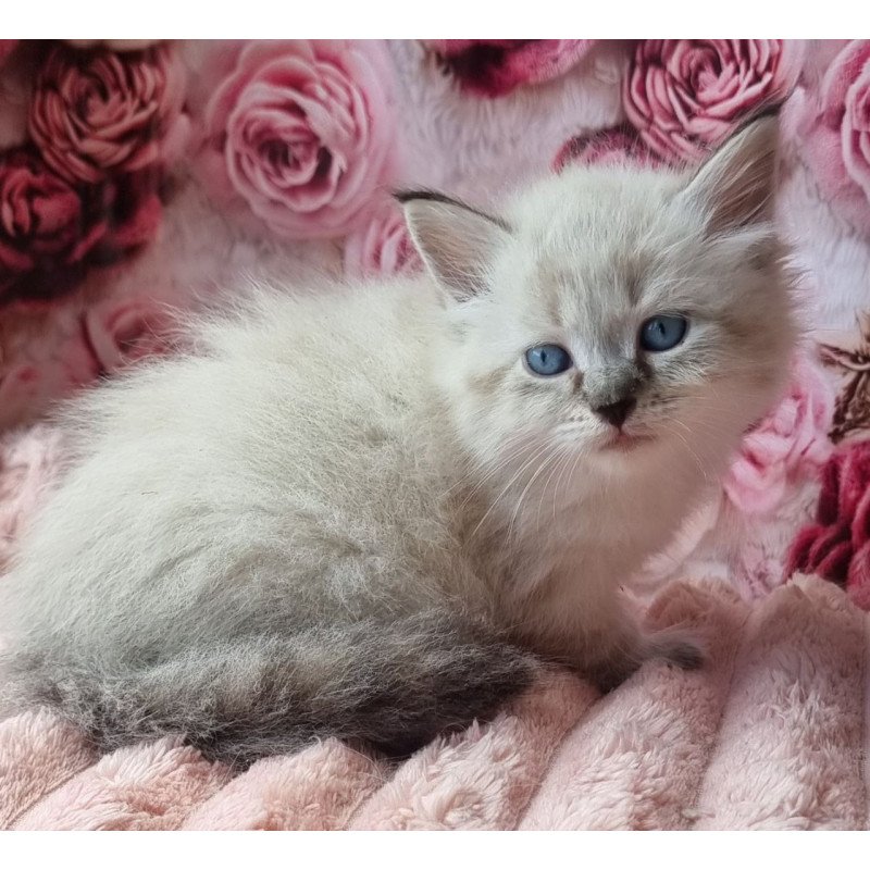 Siberian Askold
