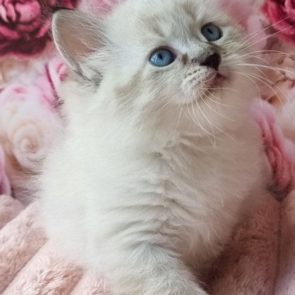 Siberian Askold
