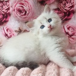 Siberian Artur
