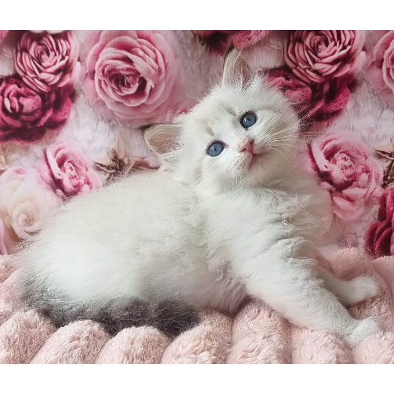 Siberian Artur