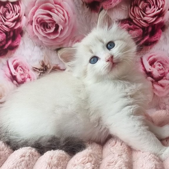 Siberian Artur