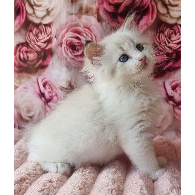 Siberian Artur
