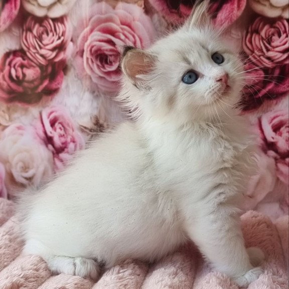 Siberian Artur