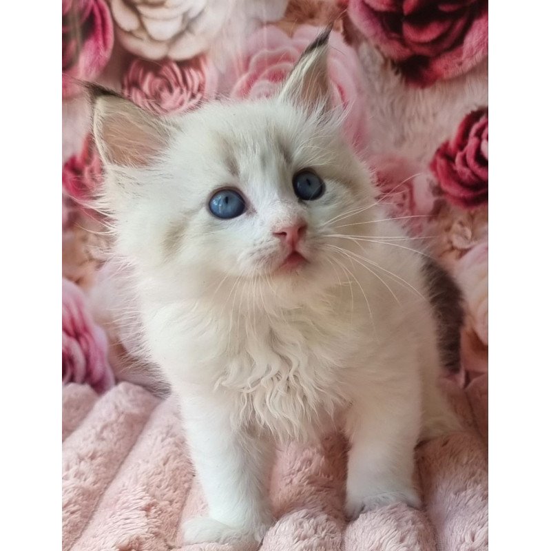 Siberian Artur