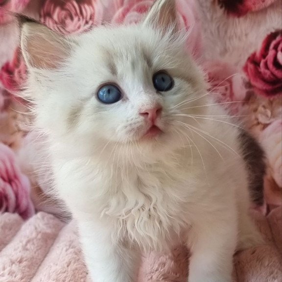 Siberian Artur