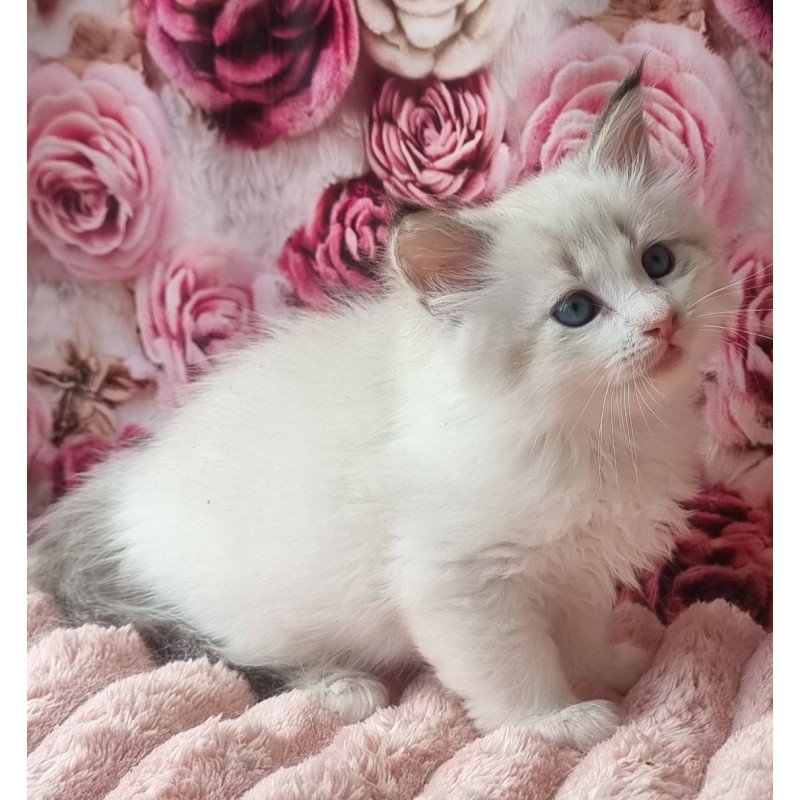 Siberian Artur