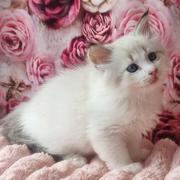 Siberian Artur