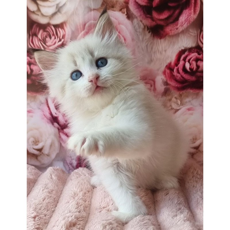 Siberian Artur