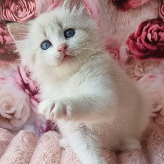 Siberian Artur