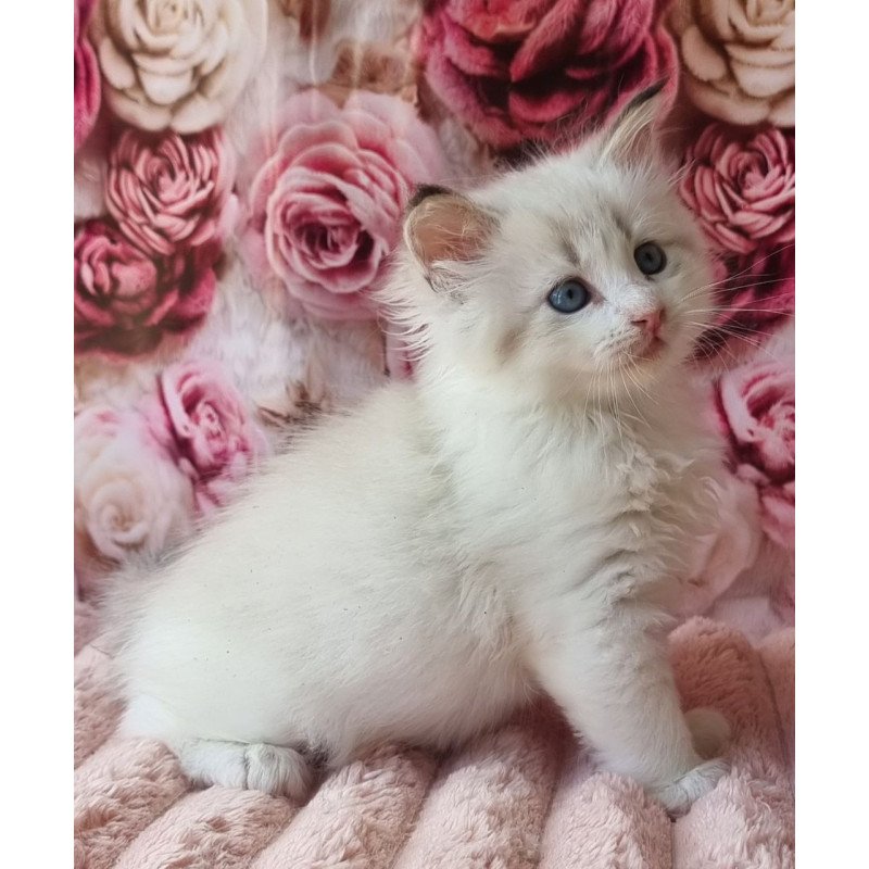 Siberian Artur
