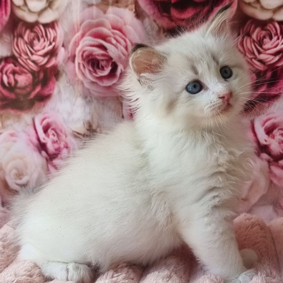 Siberian Artur