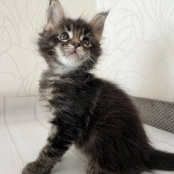 Maine Coon Iron