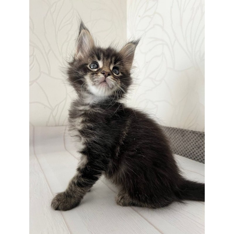 Maine Coon Iron