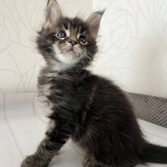 Maine Coon Iron