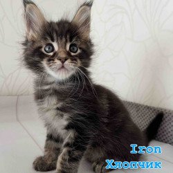Maine Coon Iron