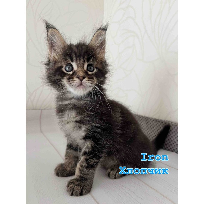 Maine Coon Iron