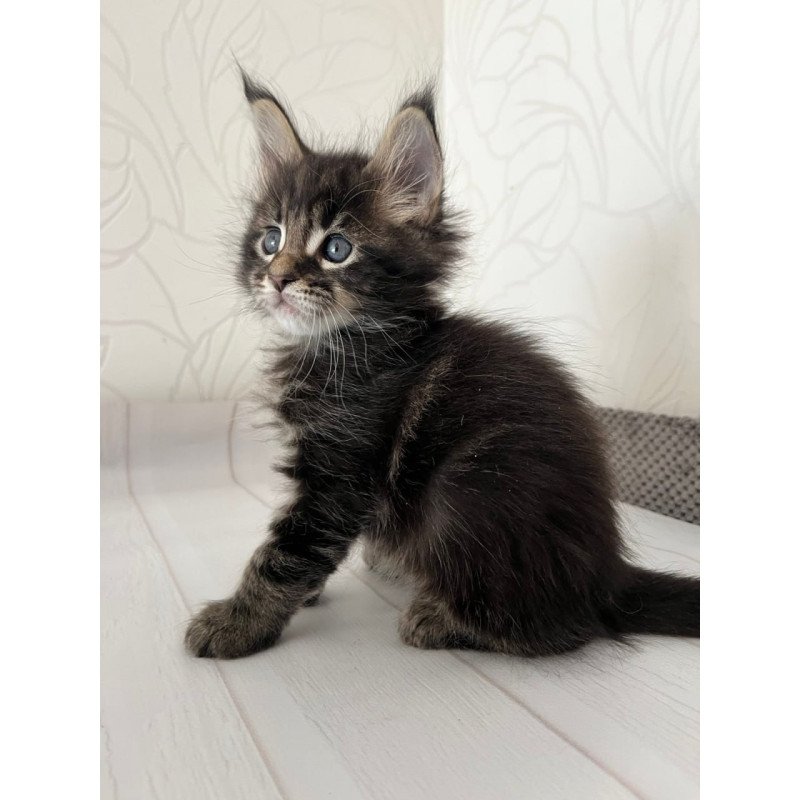 Maine Coon Iron