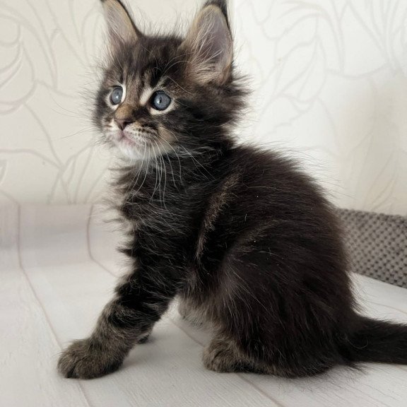 Maine Coon Iron