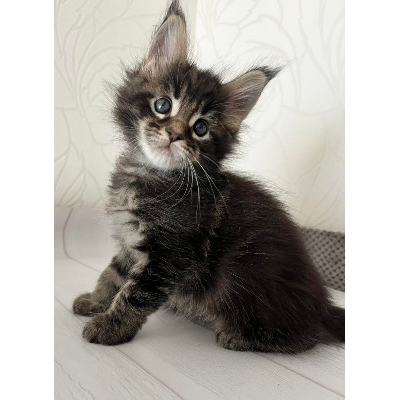 Maine Coon Iron