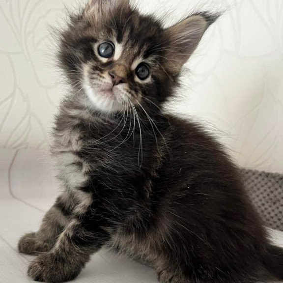 Maine Coon Iron