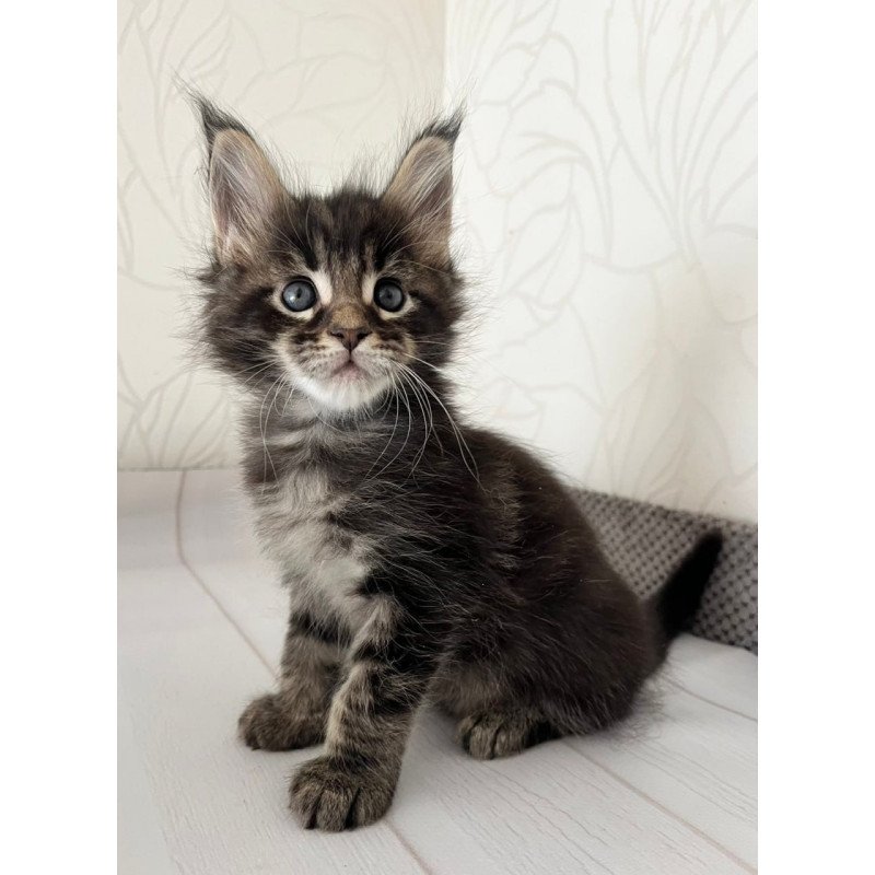 Maine Coon Iron
