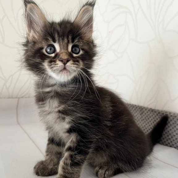 Maine Coon Iron
