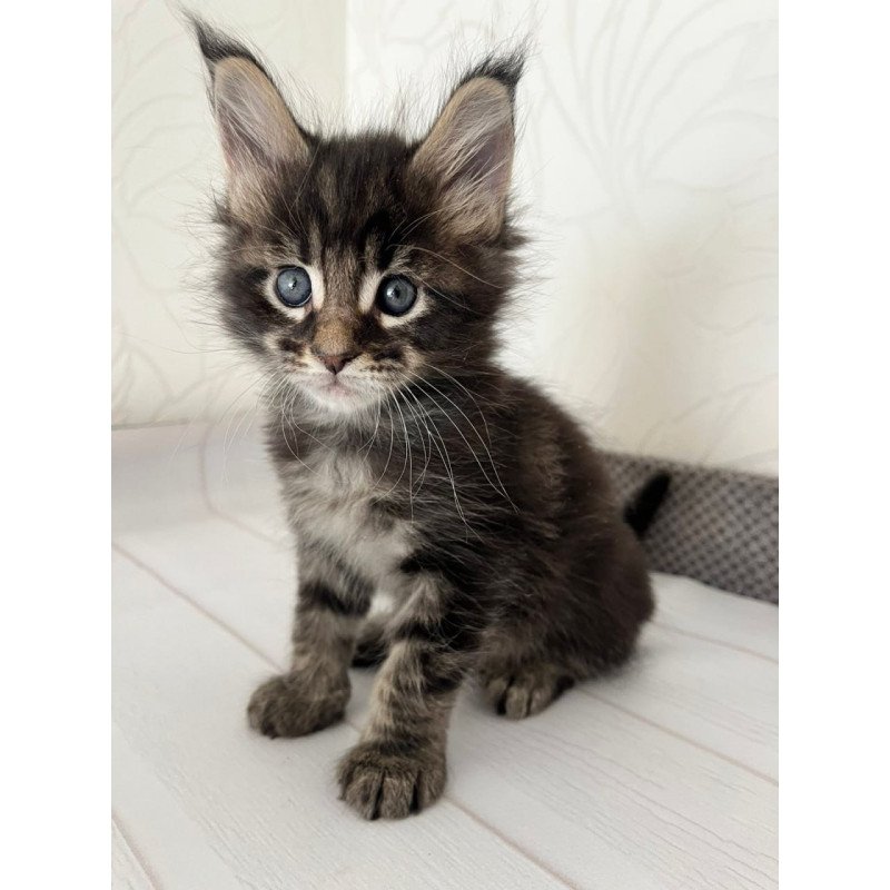 Maine Coon Iron