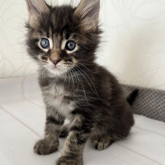 Maine Coon Iron