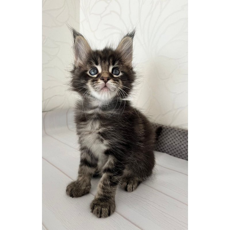 Maine Coon Iron