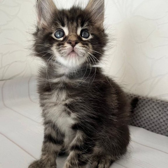 Maine Coon Iron