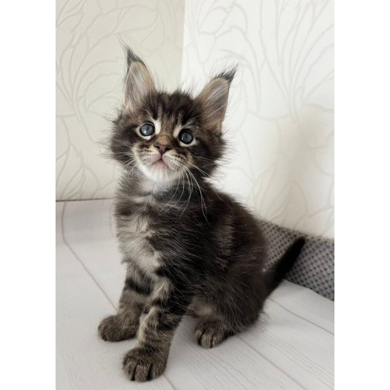 Maine Coon Iron