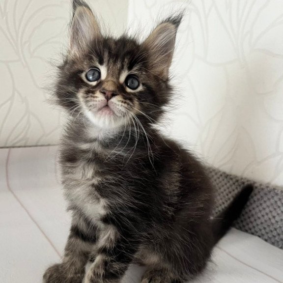 Maine Coon Iron
