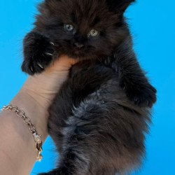 Maine Coon Ursa