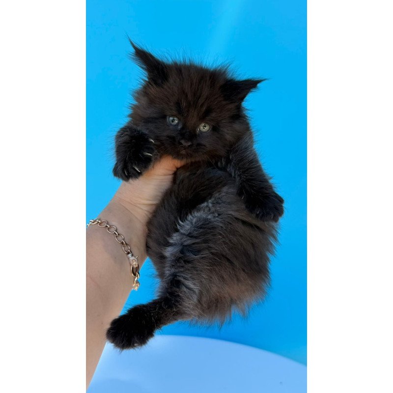 Maine Coon Ursa
