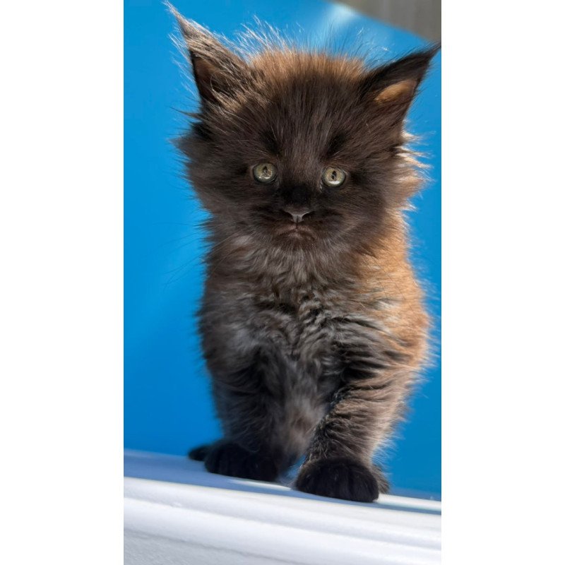 Maine Coon Ursa