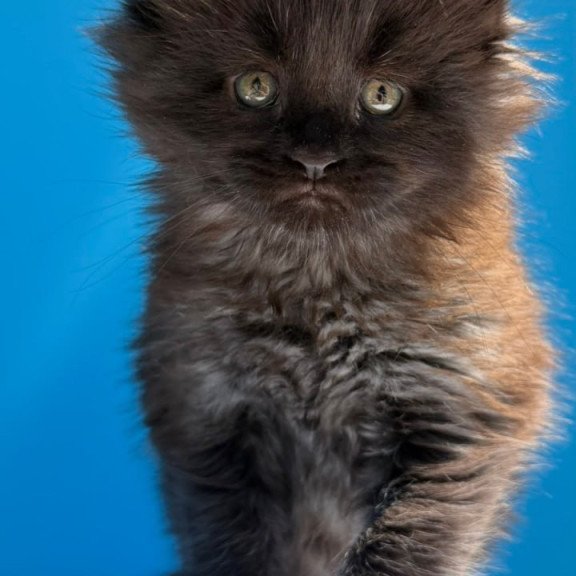 Maine Coon Ursa