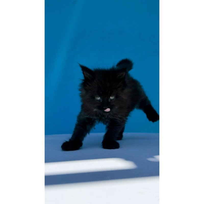 Maine Coon Ursa