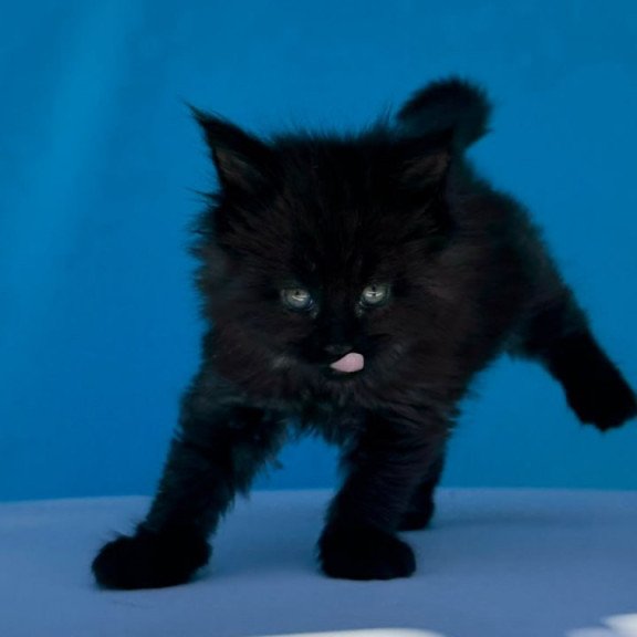 Maine Coon Ursa