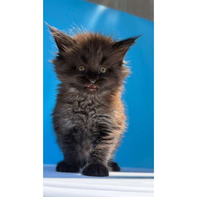 Maine Coon Ursa
