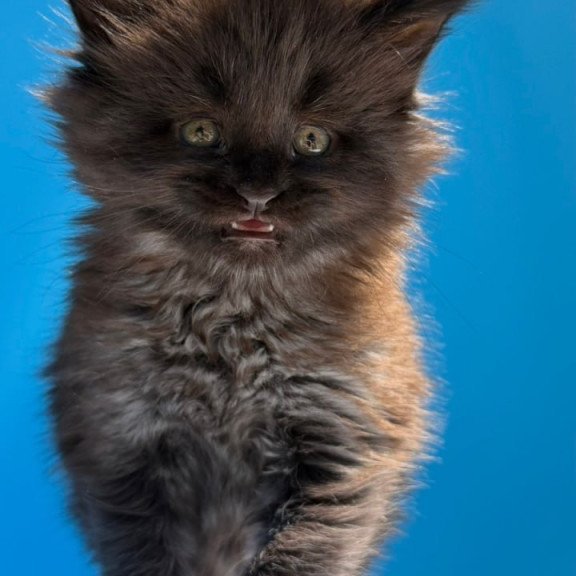 Maine Coon Ursa