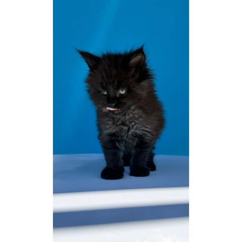 Maine Coon Ursa