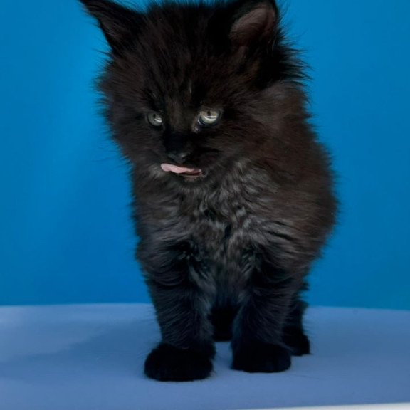 Maine Coon Ursa