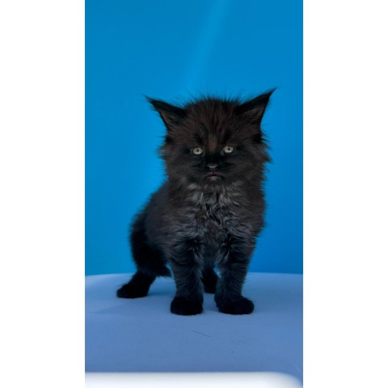 Maine Coon Ursa