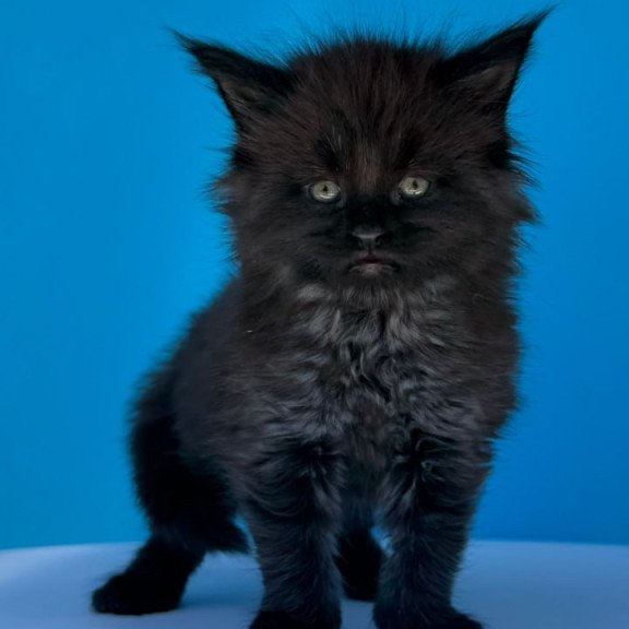 Maine Coon Ursa