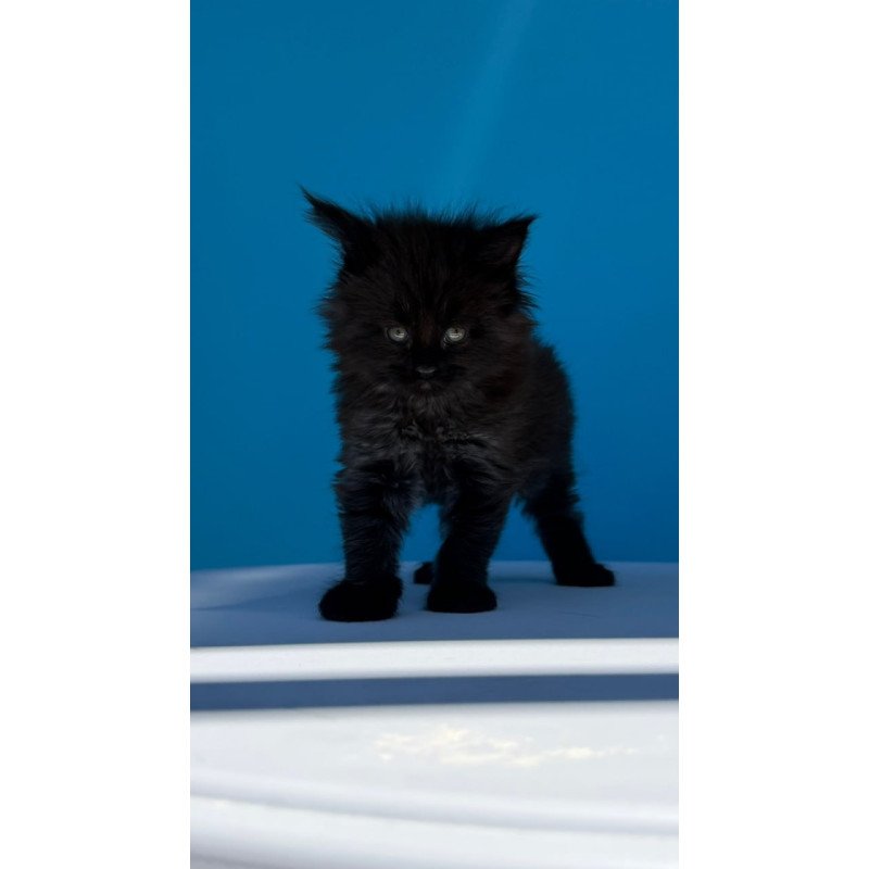 Maine Coon Ursa