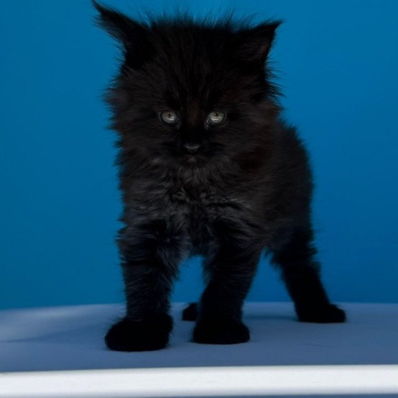 Maine Coon Ursa